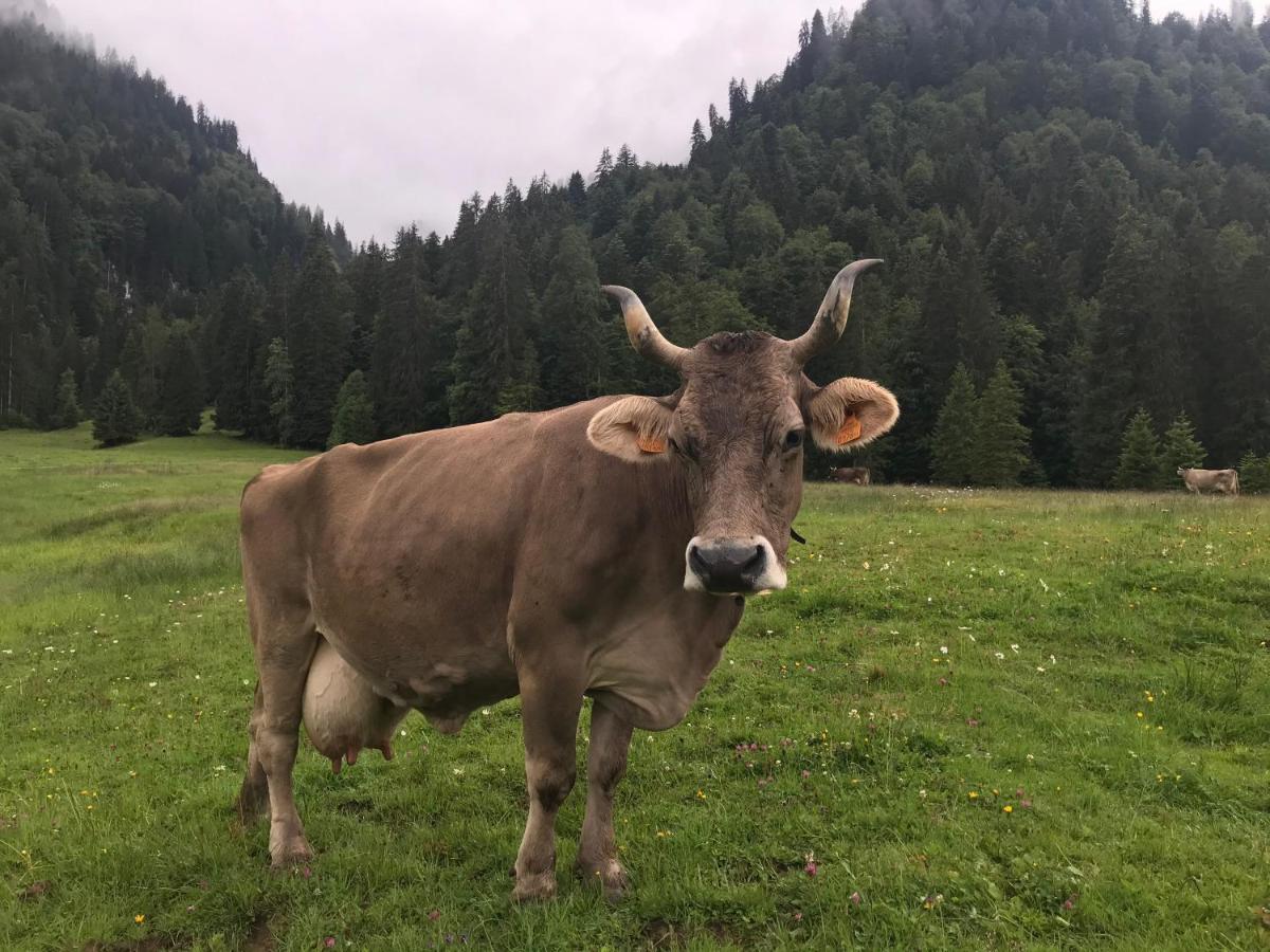 Kleine Ferienwohnung am Rande der Wildnis Sibratsgfäll Exterior foto